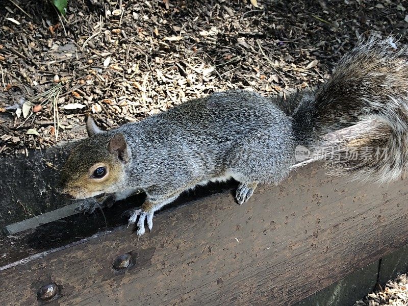 友好的野生灰松鼠在英国公园的花园长凳上乞讨食物的图片(Sciurus carolinensis)有浓密的尾巴，树鼠啮齿类害虫导致了红松鼠的死亡